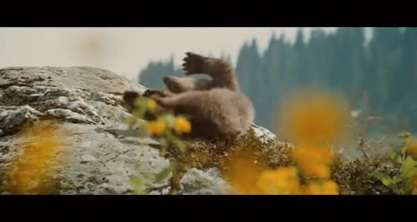 bande-annonce L'ours